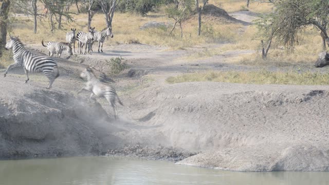 Zebra Herd With Buffalo And Hippo