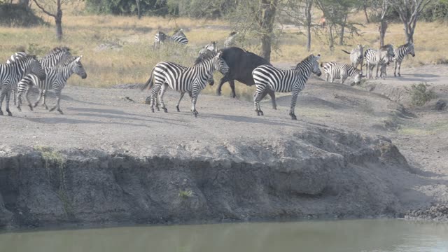 Zebra Herd Drinking In Line