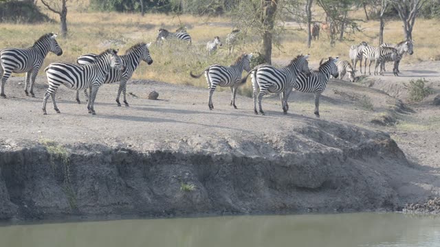 Zebra Herd With Buffalo And Hippo