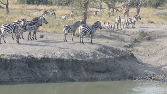 Zebra Herd Drinking In Line