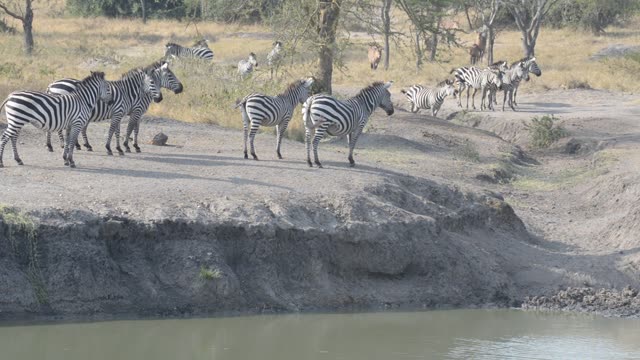 Zebra Herd With Buffalo And Hippo