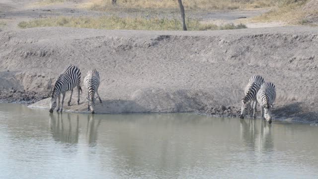 Zebra Herd Drinking In Line