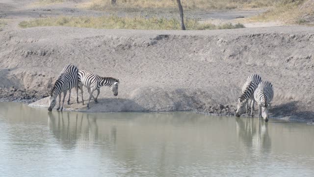 Zebra Herd With Buffalo And Hippo