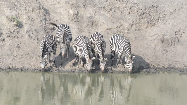 Zebra Herd With Buffalo And Hippo