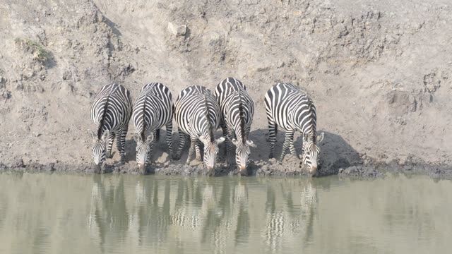 Zebra Herd Drinking In Line