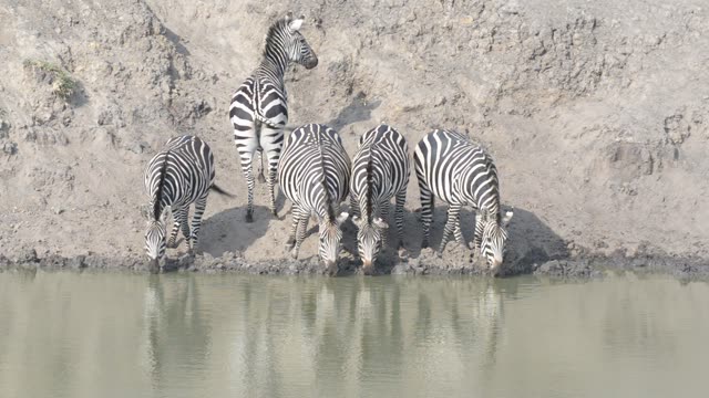 Zebra Herd With Buffalo And Hippo