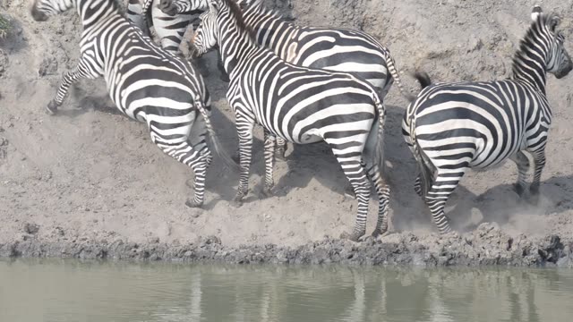 Zebra Herd With Buffalo And Hippo