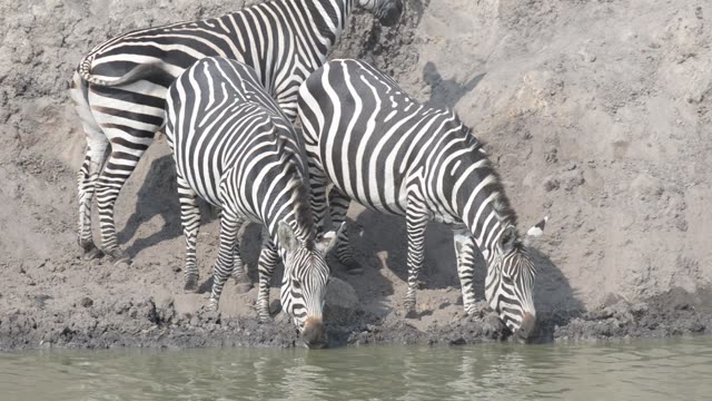 Zebra Herd Drinking In Line