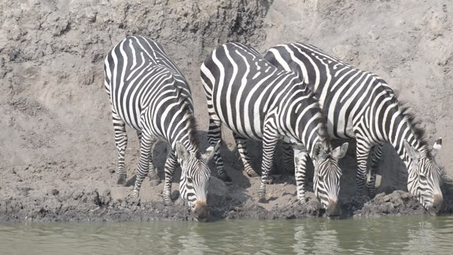 Zebra Herd With Buffalo And Hippo