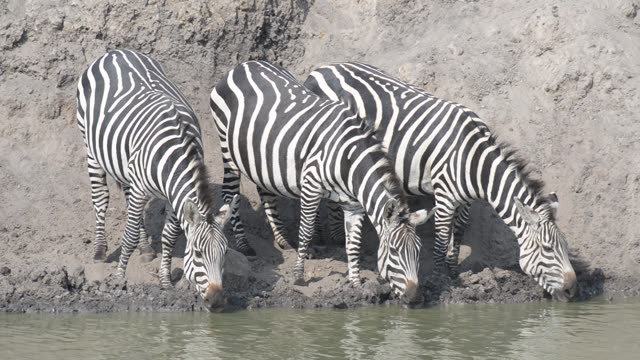 Zebra Herd Drinking In Line