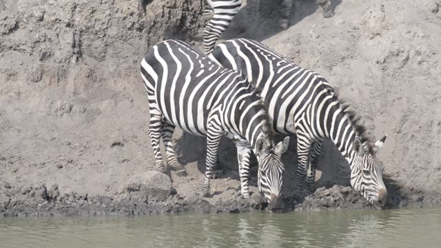 Zebra Herd With Buffalo And Hippo