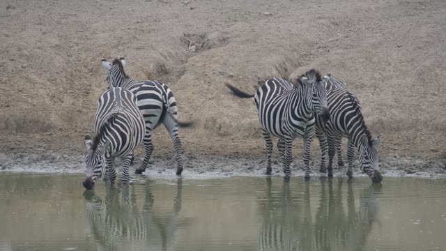 Zebra Herd Drinking In Line