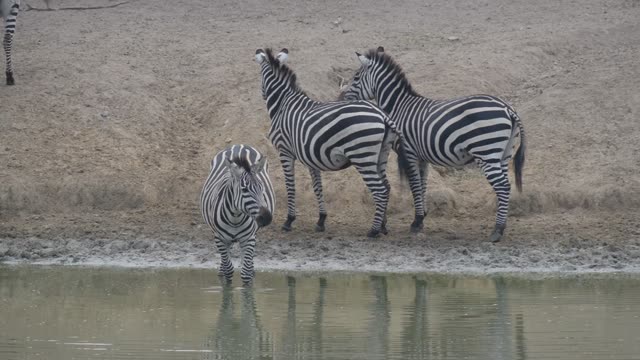 Zebra Herd With Buffalo And Hippo