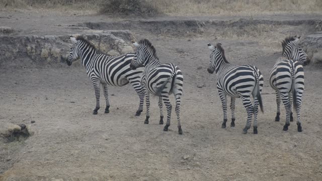 Zebra Herd With Buffalo And Hippo