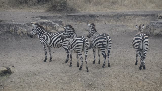 Zebra Herd With Buffalo And Hippo