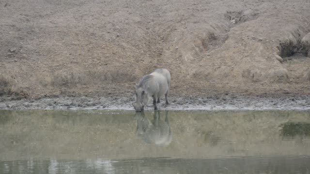 Zebra Herd Drinking In Line