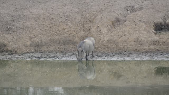 Zebra Herd With Buffalo And Hippo