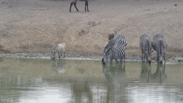 Zebra Herd With Buffalo And Hippo