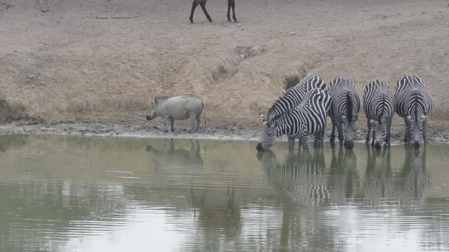Zebra Herd With Buffalo And Hippo