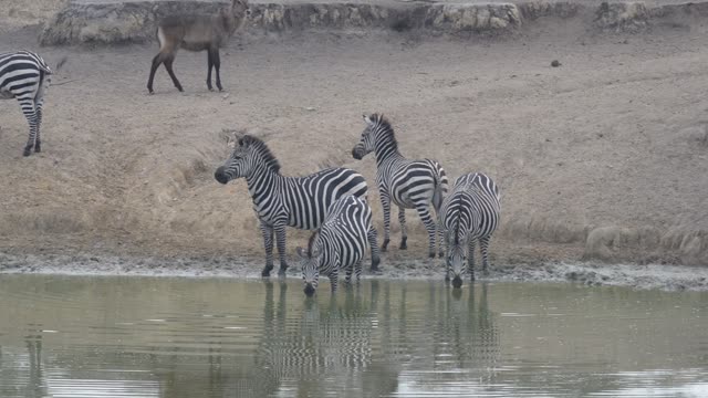 Zebra Herd Drinking In Line
