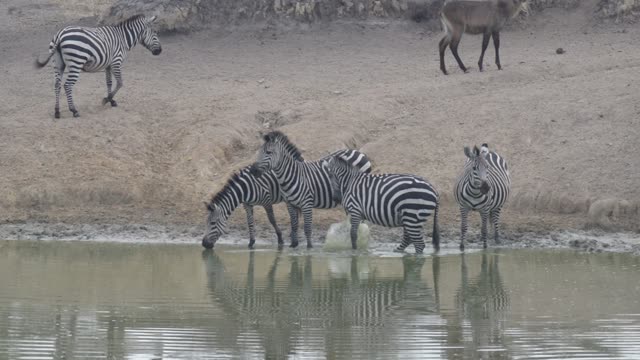 Zebra Herd With Buffalo And Hippo