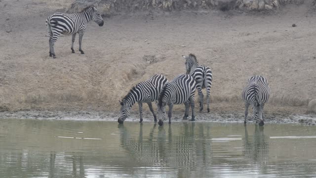 Zebra Herd Drinking In Line