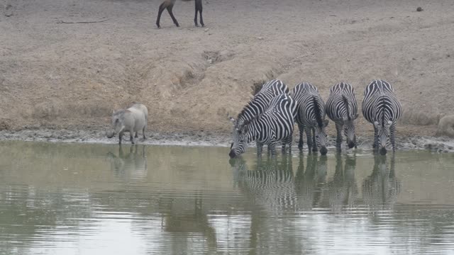 Zebra Herd Drinking In Line