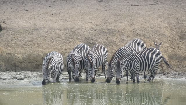Zebra Herd With Buffalo And Hippo