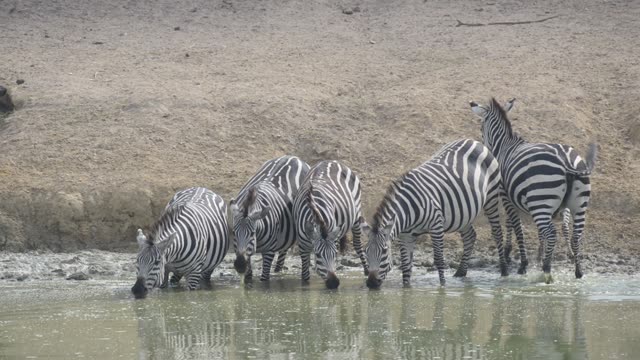 Zebra Herd With Buffalo And Hippo