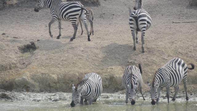 Zebra Herd Drinking In Line