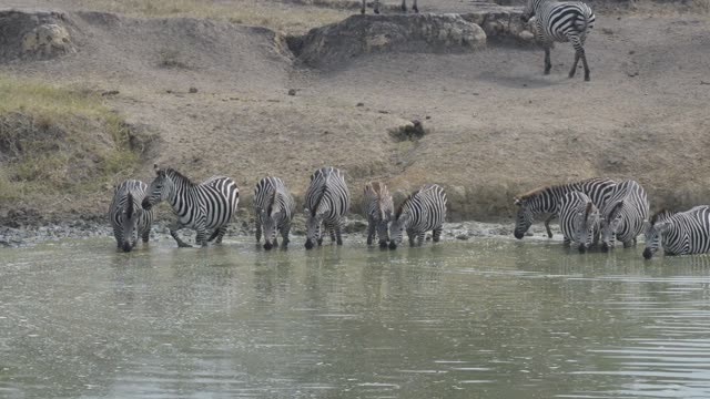 Zebra Herd With Buffalo And Hippo