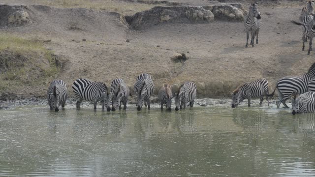 Zebra Herd With Buffalo And Hippo