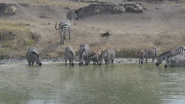 Zebra Herd Drinking In Line