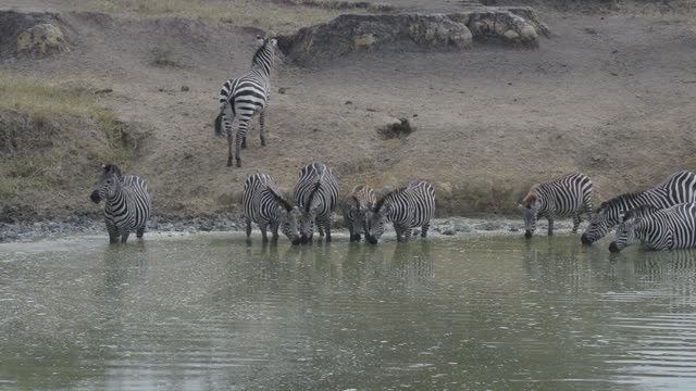 Zebra Herd With Buffalo And Hippo
