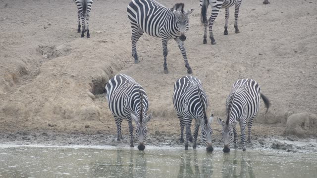 Zebra Herd With Buffalo And Hippo