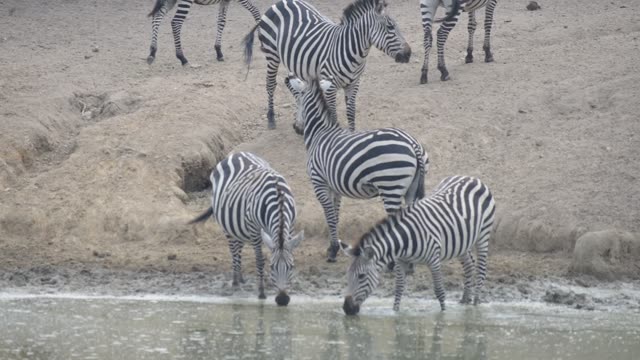 Zebra Herd Drinking In Line