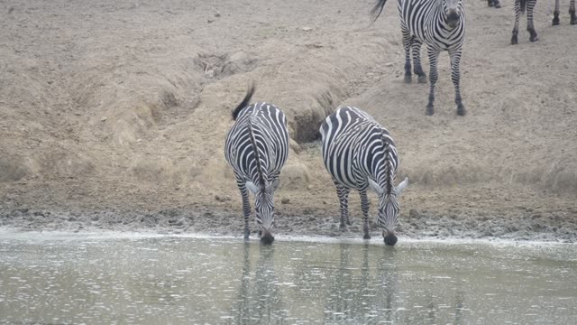 Zebra Herd With Buffalo And Hippo