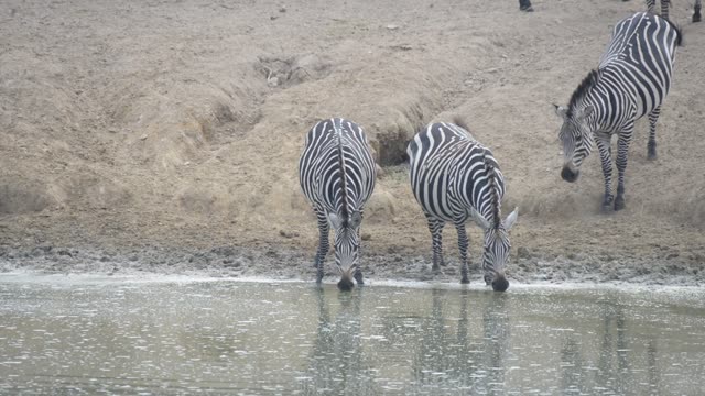 Zebra Herd Drinking In Line