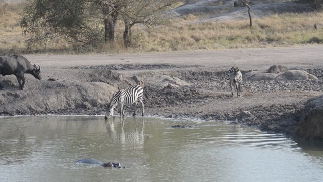 Zebra Herd With Buffalo And Hippo