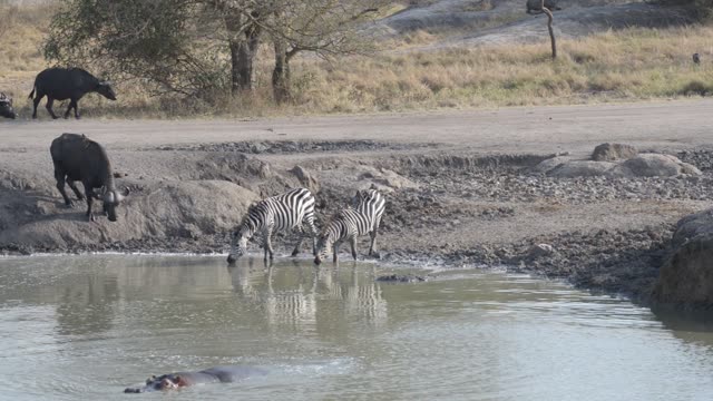 Zebra Herd Drinking In Line