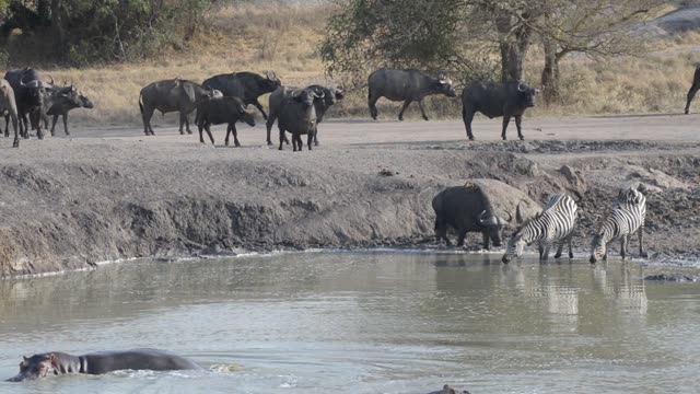 Zebra Herd With Buffalo And Hippo