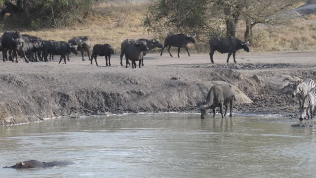 Zebra Herd Drinking In Line