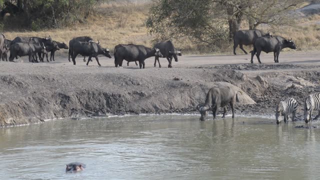 Zebra Herd With Buffalo And Hippo