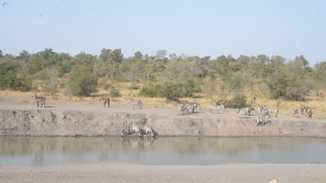 Zebra Herd With Buffalo And Hippo
