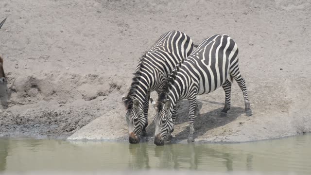 Zebra Herd Drinking In Line