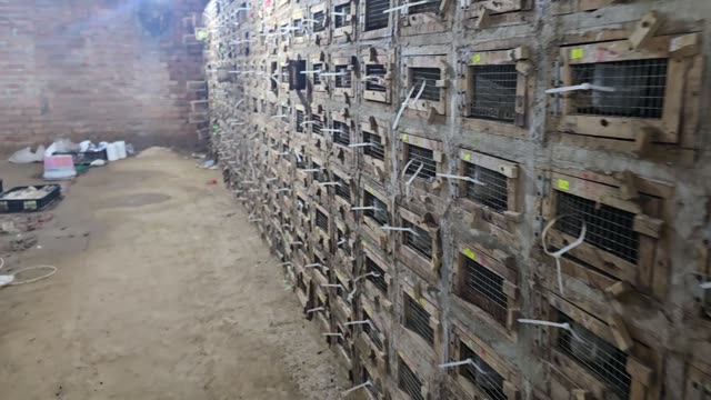 Cage Rows And Aisle