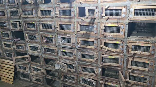 Wall Of Animal Cages