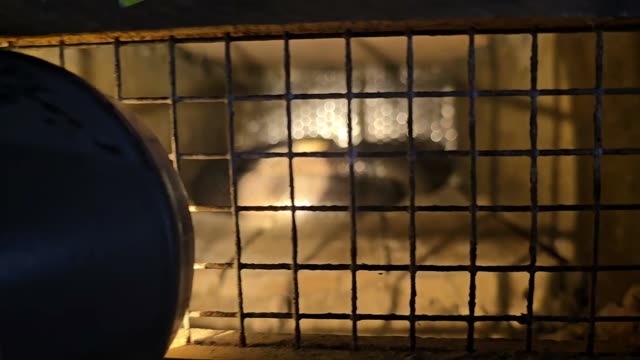 Animal In Wire Cage