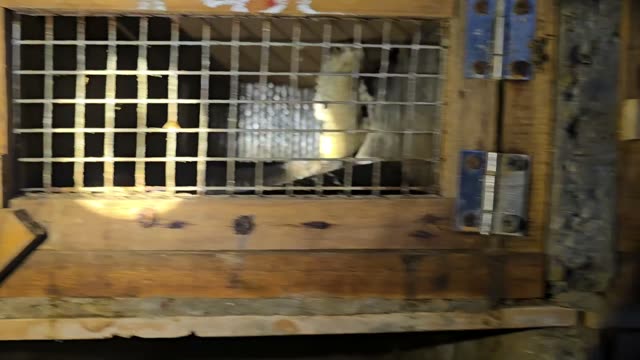 Caged Animal Close Up