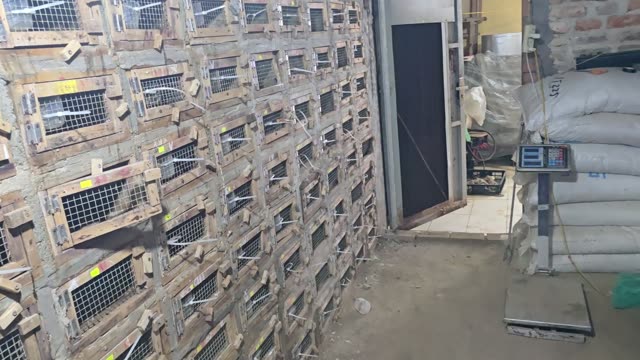 Cages And Feed Scale